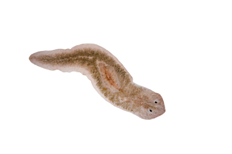 Weiße Würmer im Aquarium und was man dagegen tun kann