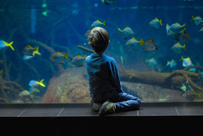 Was man vor dem Kauf eines Aquariums wissen sollte…